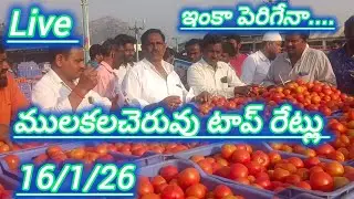 16/1/26 Mulakalacheruvu tomato market price today 🍅#todaytomatorate #crkvideos16 