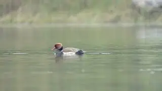 red-crested pochard duck floating on  beautiful green lake
