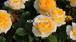 Beauty of nature #rose#flower#spring#tulip#garden#viral video #beutiful garden #nature#rose flowers 