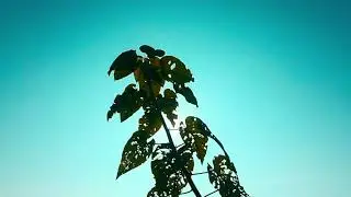 video cinematic alam keren 30 detik
