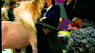 triumph on conan dog show