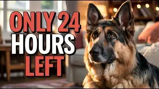 Only 24 Hours Left To Watch The MOST HEARTWARMING Auction Story Ever