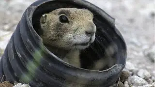Utah Division of Wildlife Resources works to protect unique, native, threatened, endangered species