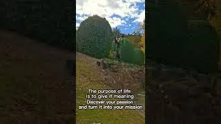 Satisfying  Bush Trim  Topiary Transformation  #lawncare #lawn
