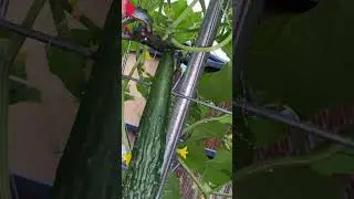 HARVESTING SUYO LONG CUCUMBER #shortsvideo #gardentalk #gardenanswer #shorts  #gardeningmakesmehappy