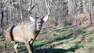 How to Call in Way More Deer!