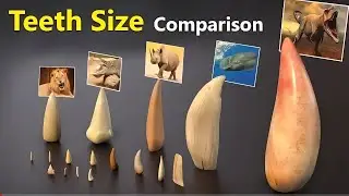 Teeth Size Comparison || Animal | Mammals | Fictional character Teeth