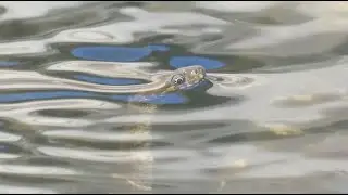 Viperine water snake - Couleuvre vip&eacute;rine (Natrix maura)