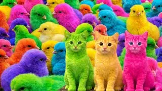 Tangkap Ayam Lucu, ayam warna warni, ayam rainbow, kelinci lucu, bebek lucu, ikan koi, Hewan Lucu