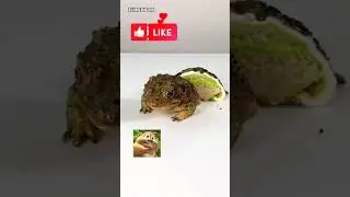 cake fake challenge