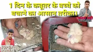 Kabootar ke 1din ke bacche ko bachane ka Aasan tarika part 1