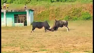 ratmate #senior nuwakotma# dangerous bull fight#2024