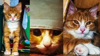 Photos cat Borka   #1  (Funny Cute Cat Pictures)