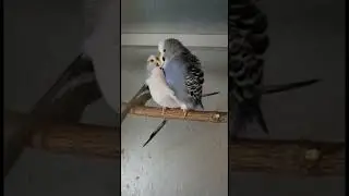 PERIQUITOS COPULANDO
