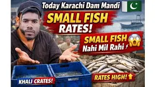 Today Karachi Dam Mandi Small Fish Rates | Fish Market Update Pakistan