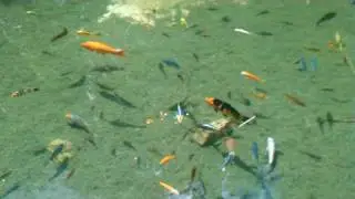 A fish, a fish, a fishy fish fish