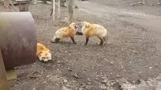 Screaming Foxes