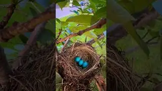 I found bird&rsquo;s nest with Blue eggs on my cherry blossoms tree🪺 #birds #birdsegg #nest #nature
