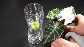 Self watering system for plants using waste plastic bottle