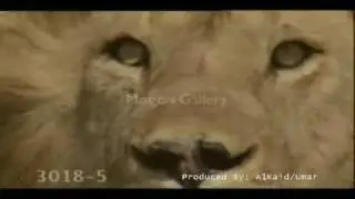 Wild animal elite