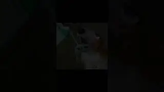 Cursed dogs image 52 #shorts