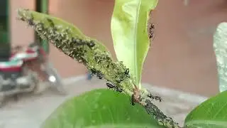 strange behavior of insects