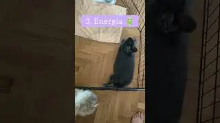 5 consigli per formare una coppia di conigli 🐰