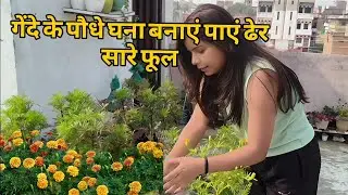How to pinching marigold plants How to make marigold plant dense.