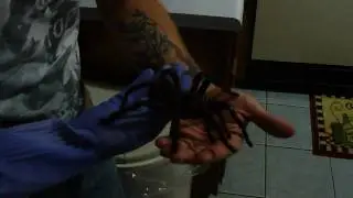 Goliath bird eater (theraposa blondi)