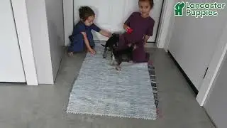 Lovable Toy Fox Terrier Mix Puppies