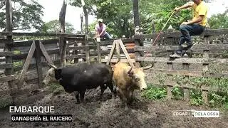 ENCIERRO Y EMBARQUE en la Ganaderia el Raicero