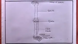 How To Draw Fore Limb/Fore Limb Drawing