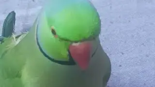 Dekhoo Bbu mummy se baat krna h 🤗✨#nonstoptalkingparrot#talkinganimal #birds#talkingparot#talking