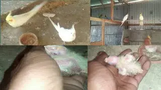 Cockatiel Breeding Tips albino red eyes