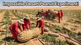 Unbelievable! They Tried Growing Peanuts in the Desert &mdash; The Results Shocked Millions