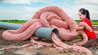 Harvesting Giant Pink Python & Go to Market Sell | Rescue chicken attacked by python in the forest