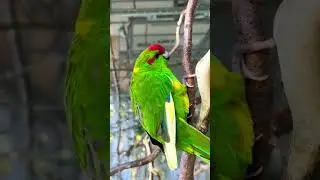 Red-crowned parakeet | kakariki #animalsounds #nature #birds