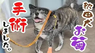 【報告】秋田犬お菊、足に腫瘍ができました。【大型犬】【akita dog】