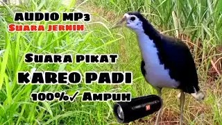 SUARA BURUNG RUAK RUAK TUNGGAL AMPUH 100% DATANG//BITDRAP 