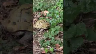letargo interrotto #tartaruga #tortoise #letargo