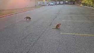 Helping a cat colony near San Antonio Tx