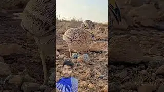 🤲#birds #birdsounds #nature #beautiful