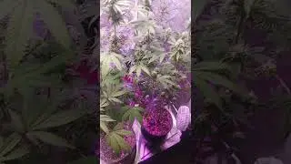 Breeding Dirty Bird brunch v2 and raw genetics cherry paloma with 3rd coast Oreeoz 1.0 pure Michigan