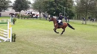 Springpferde A* in Woldegk