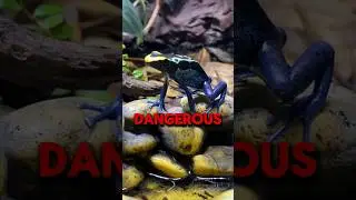 Deadly Beauty: The Lethal Poison Dart Frog  #animals #facts