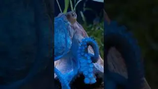 The Most INTELLIGENT Sea Creature