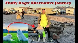 Альтернативный путь для пушистых собак