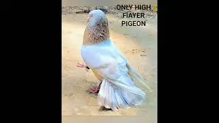 (Sahil pigeon) Only high flyer pigeon video/like and subscribe this video