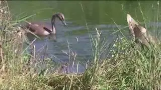 Enten Schw&auml;ne Wanderratten