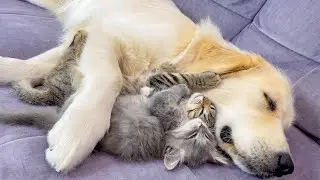 Tiny Kittens Refuse to Sleep Without Their Golden Retriever | Their Reaction Will Melt Your Heart